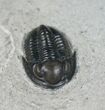Gorgeous, D Pseudodechenella Trilobite From NY #5519-6